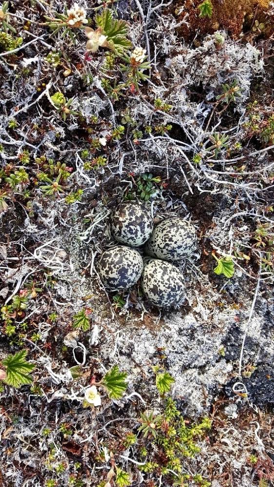 Black-bellied Plover nest by USFWSAlaska is licensed under CC BY-NC-ND 2.0